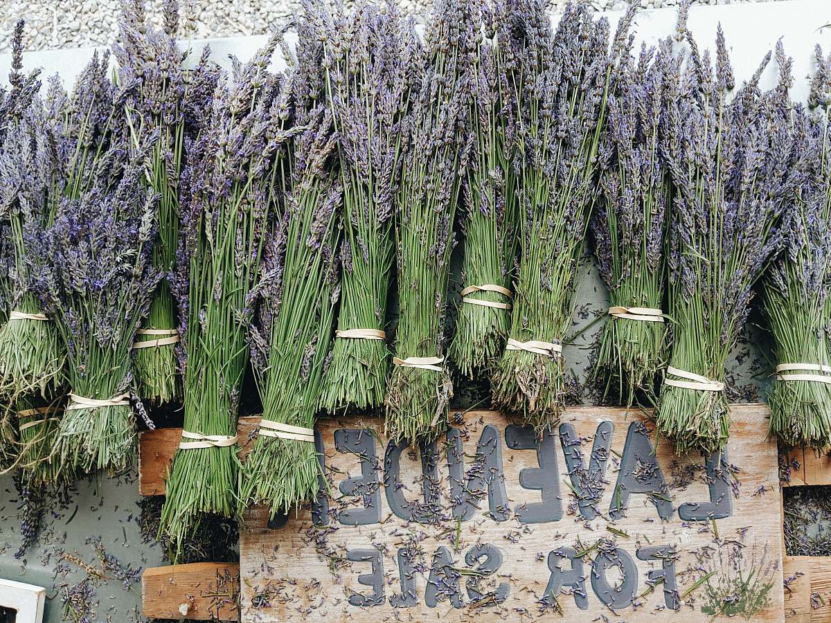 7540 ny-25 pile of ]lavenders east marion